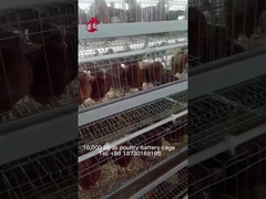 Nigeria Warehouse Hệ thống lồng pin gia cầm cao cấp và sang trọng cho gà đẻ Sandy
