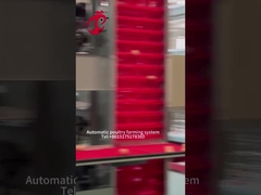 Bộ sưu tập trứng đẻ tự động Một loại lồng gà cho trang trại gia cầm Hoa hồng