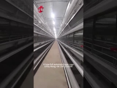 H Type Modern 25000 Birds Thiết bị lồng gà tự động Emily