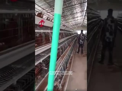 Lồng pin gà loại A hoặc H Loại 3 hoặc 4 cho trang trại gà gia cầm Doris