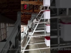 96 con chim Thiết bị lồng gà tự động Pin lồng đẻ trứng cho gà đẻ ở Nigeria Iris