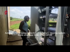 Chuồng nuôi gà loại một lớp hoàn toàn tự động cho trang trại lớn Adela