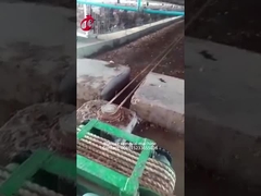 Trang trại gà 5.000 con sử dụng máy loại bỏ phân Mia