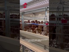 Hệ thống lồng nuôi gia cầm tự động loại H phổ biến nhất cho trang trại lớn Adela