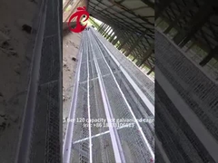 Semi tự động gà lớp lồng 15000 chim Manual gà lồng ở Nigeria Iris