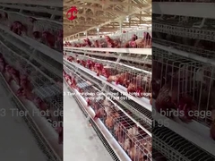 Nông nghiệp lớp sử dụng chuồng pin lớp 2 Nhà gia cầm ẩm ướt nóng ẩm ướt