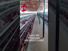 3 hoặc 4 Tier Chick Rearing Cage H Belt Hệ thống làm sạch bằng tay 2x2x1.6meters Doris