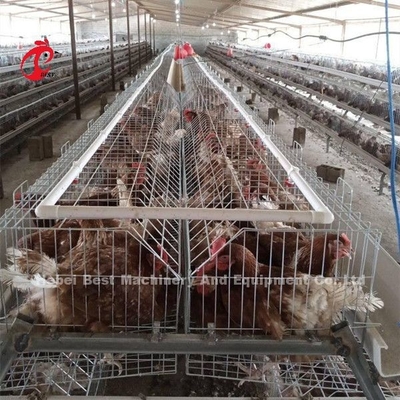 Chuồng nuôi gia cầm Trang trại chăn nuôi gà bố mẹ Thiết bị chăn nuôi Sandy