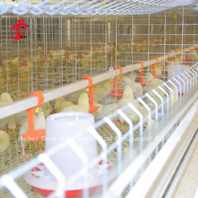 Baby Chick 2.5mm Brooder Cage Hệ thống nuôi tự động Rose