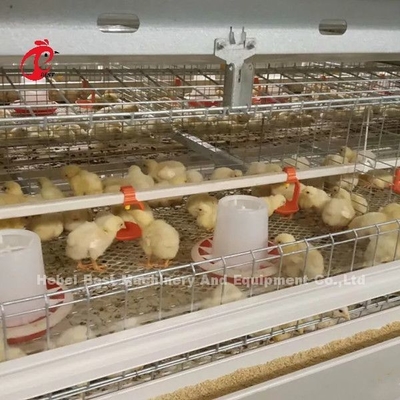 96 Chim Loại 1-12 tuần Lồng nuôi gà con trong trang trại gà Doris
