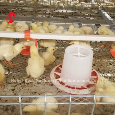Loại A / H Pullet Chicken Cage Baby Chicks Breeding Cage Mia