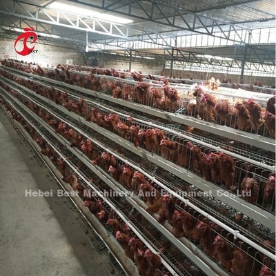 Hệ thống lồng pin mạ kẽm 5 tầng 450cm2 Lớp mạ kẽm Gà mái đẻ trứng Emily