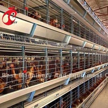 Thiết bị lồng gà tự động loại A hoặc H của hệ thống thu trứng cho 35.000 chim