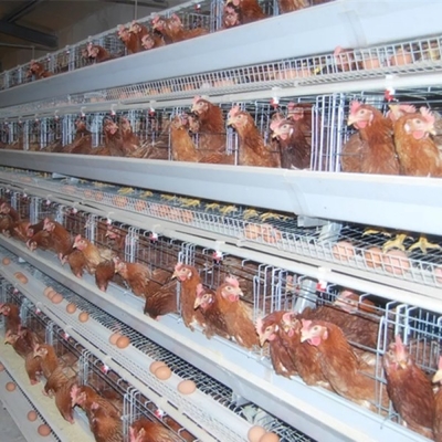 110kg thép kẽm tự động Chicken Layer Cage pin Layer Cage Doris