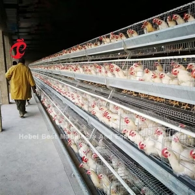 110kg thép kẽm tự động Chicken Layer Cage pin Layer Cage Doris