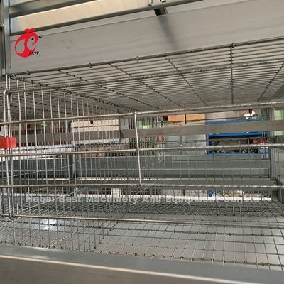 Tuổi thọ 20 năm Trang trại gia cầm Thiết bị lồng gà tự động cho 20.000 lớp Adela