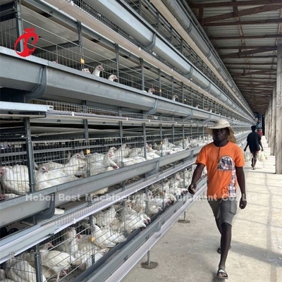 Loại H Full Hot Dip Galvanized Thiết bị chuồng gà tự động cho trang trại gà Sandy