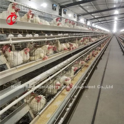 Thiết bị lồng gà tự động loại H hiện đại Tuổi thọ 20 năm Ada