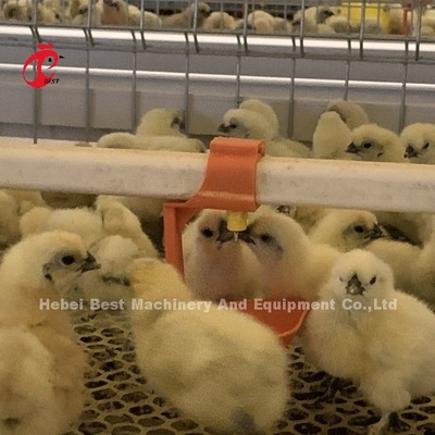 Thực tế 380V Chick Brooder Cage For Day Old Layer Grower Chicks In Africa Farm Iris