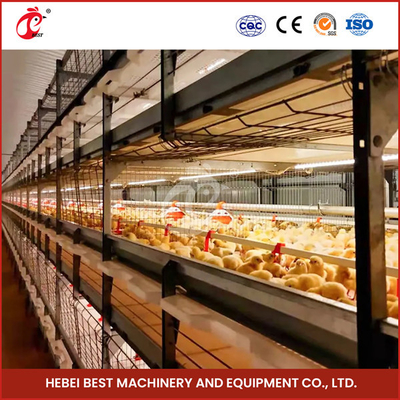 208 Chicks Loại lồng nuôi gà con Chiều dài 1200mm với hệ thống tự động Emily
