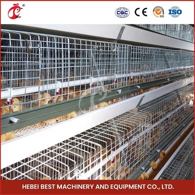 Tùy chỉnh 120 con chim Hệ thống lồng ấp gia cầm tự động cho gà con Sandy