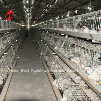 Hệ thống lồng gà thịt kiểu A hoặc H ổn định, hoàn toàn tự động