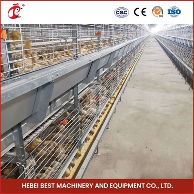 Ngày Già Thiết Bị Lồng Ấp Gà Con 208 Chim Tỷ Lệ Sống Cao Hơn Ada