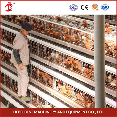 Một loại thiết bị lồng gà hoàn toàn tự động cho trang trại gia cầm công suất 20.000 Sandy