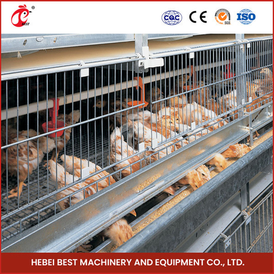 Thiết bị chuồng gà tự động mạ kẽm sâu nóng để chăn nuôi gia cầm Emily