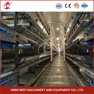 Thiết bị trang trại gia cầm tự động với hệ thống cho ăn tự động Hoa hồng