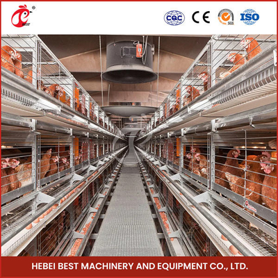 Thiết bị trang trại gia cầm tự động với hệ thống cho ăn tự động Hoa hồng