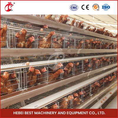 Hệ thống cho gà ăn tự động 25 năm 90-200 con gà với Iris uống tự động