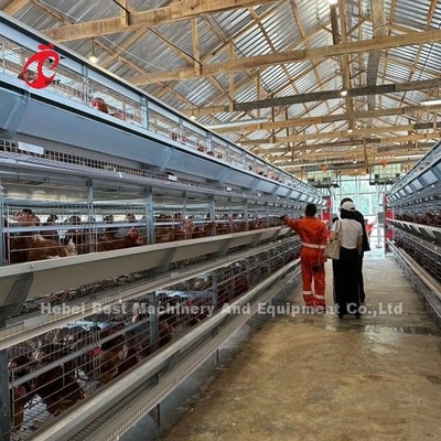 3/4/5/6/7/8 Tiers gia cầm lớp hệ thống lồng với máy cho ăn tự động Adela