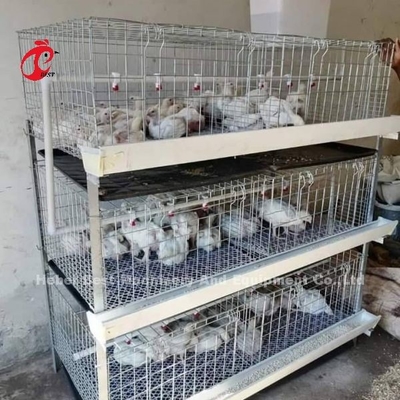 Loại A và H Chicken Cage cho 45 ngày
