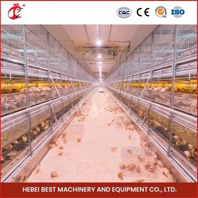 Loại H nuôi gà, lồng lồng, hệ thống cho ăn tự động đầy đủ Rose