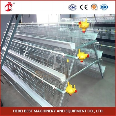 Loại H nuôi gà, lồng lồng, hệ thống cho ăn tự động đầy đủ Rose