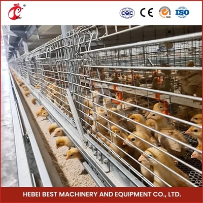 2 cửa bền Chick Brooder Cage Hệ thống cho ăn tự động Emily
