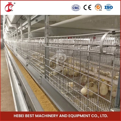 Bộ sưu tập ếch ếch ếch ếch ếch với tự động làm sạch bằng tay Emily