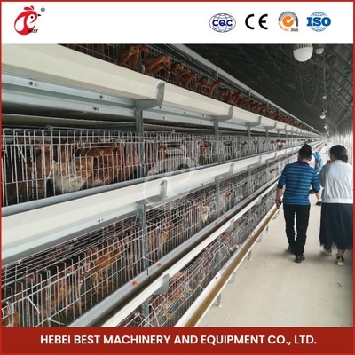 12 tế bào một loại gà gà gà với 3 tầng nhanh chóng vận chuyển Mia