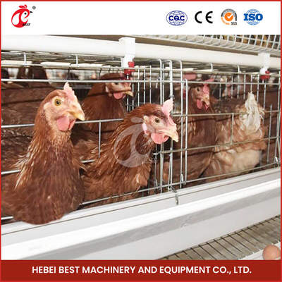 Hệ thống lồng gia cầm màu trắng vững chắc cho 96-200 chim