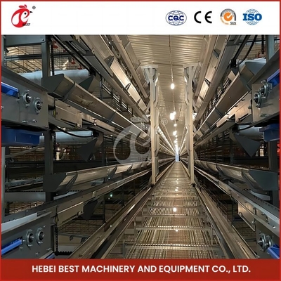 Hệ thống lồng pin lớp 12 tế bào cho trang trại nuôi gà thương mại Rose