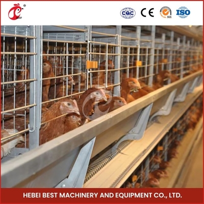 Dễ dàng cài đặt hệ thống lồng pin tự động lớp gia cầm với Iris ngực uống