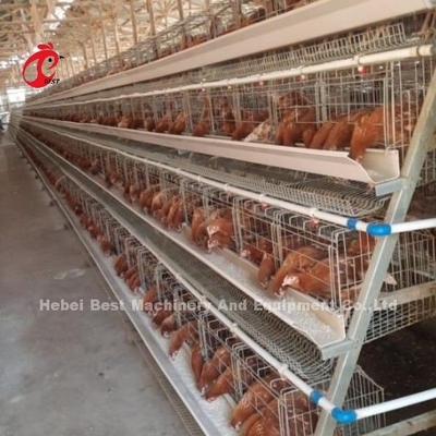 Hệ thống lồng lớp gia cầm tự động, thiết kế trang trại cấp 4 Ada
