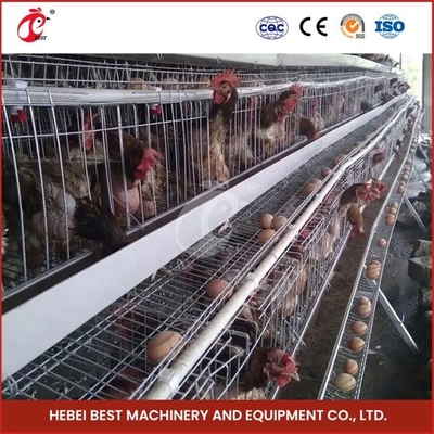 80-100kg Lượng lồng H hình dạng tự động Chicken Chick Cage tự động Chicken Cage Rose Rose For Layers Rose