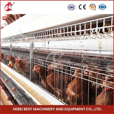 80-100kg Lượng lồng H hình dạng tự động Chicken Chick Cage tự động Chicken Cage Rose Rose For Layers Rose
