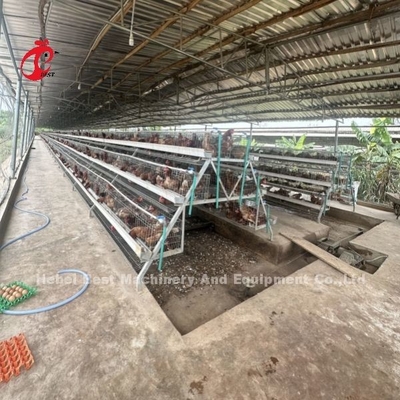 Lớp 3 hoặc 4 Lớp hệ thống lồng pin cho 500-1000 chim Iris