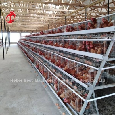 Hệ thống lồng nuôi gia cầm toàn diện với máy uống ngực tự động và các công cụ lắp đặt Iris