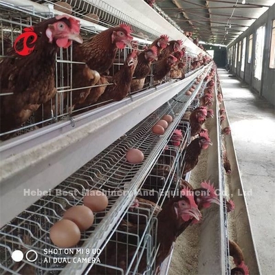 Châu Phi nóng kẽm 4 lớp gia cầm lớp pin lồng 25 năm tuổi thọ bán cho lớp trang trại Emily