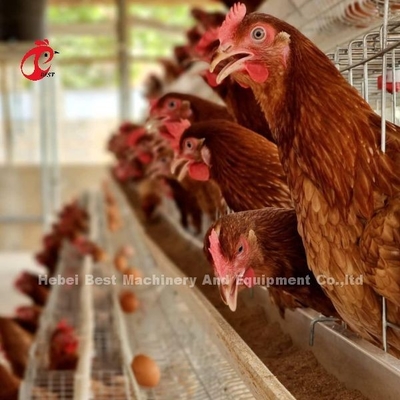 Giá lồng pin phổ biến nhất ở Nigeria Trang trại chăn nuôi gia cầm Mạ kẽm nóng Adela