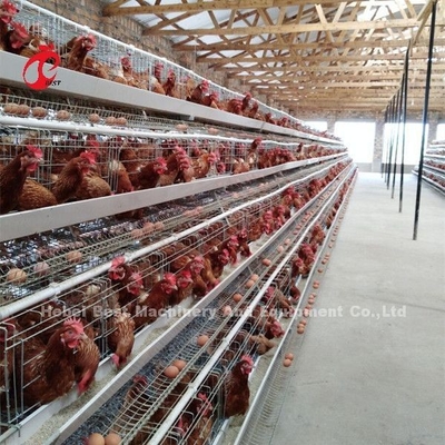 Chuyên nghiệp Lớp pin lồng lắp đặt ở Nigeria tự động lồng gà Doris